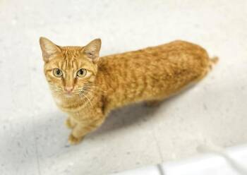 Rescue Domestic Short Hair Cats for Adoption in Pegram, Tennessee - PUMPKIN | PetCurious