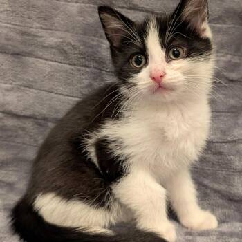 Domestic Short Hair Cats Available for Adoption in Oceanside, New York - Oreo | PetCurious