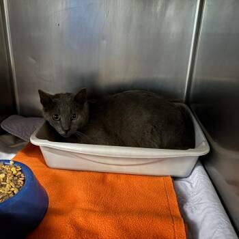 Domestic Short Hair Cats Available for Adoption in Saint Joseph, Missouri - Jimmothy | PetCurious