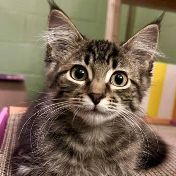 Maraschino Cherry -  Domestic Medium Hair Cat for Adoption in Rochester, Minnesota - Maraschino Cherry | PetCurious