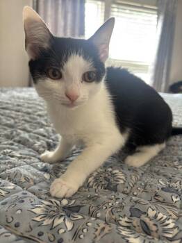 Luna -  Domestic Short Hair Cat for Adoption in Salisbury, North Carolina - Luna | PetCurious