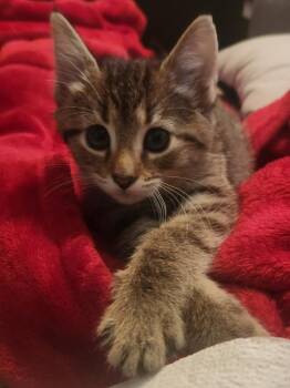 Peony -  Domestic Short Hair Cat for Adoption in Columbia, Maryland - Peony | PetCurious