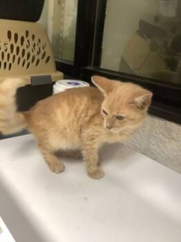 Rescue Domestic Short Hair Cats for Adoption in Fort Worth, Texas - 59745623 | PetCurious