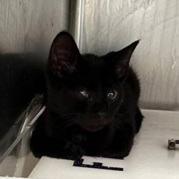 Raisin Roll -  Domestic Short Hair Cat for Adoption in New York, New York - Raisin Roll | PetCurious