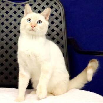 Leonard -  Siamese Cat for Adoption in Midland, Texas - Leonard | PetCurious