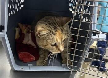 Domestic Short Hair Cats Available for Adoption - TUNA | PetCurious