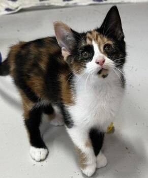 Moon -  Domestic Short Hair and Calico Cat for Adoption in Sistersville, West Virginia - Moon | PetCurious