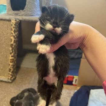 Wagyu -  Domestic Short Hair Cat for Adoption in Calgary, Alberta - Wagyu | PetCurious