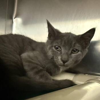 Fig -  Domestic Short Hair Cat for Adoption in Pittsburgh, Pennsylvania - Fig | PetCurious