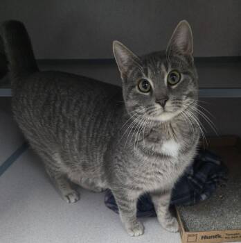 Tabby Cats Available for Adoption - Nico | PetCurious