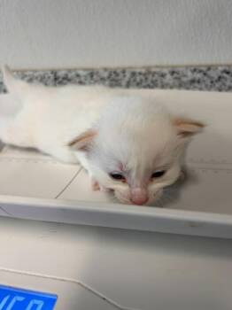 Valentino -  Domestic Short Hair Cat for Adoption in Minot, North Dakota - Valentino | PetCurious
