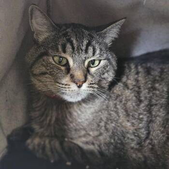 Tater -  Domestic Short Hair Cat for Adoption in Lakewood, Colorado - Tater | PetCurious