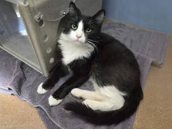 SESAME -  Domestic Short Hair Cat for Adoption in Martinez, California - SESAME | PetCurious