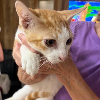 Cheeto Dills -  Domestic Short Hair Cat for Adoption in Blairsville, Georgia - Cheeto Dills | PetCurious