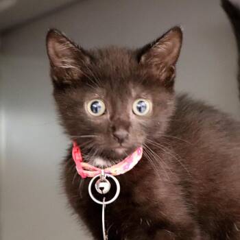 Cagney -  Domestic Short Hair Cat for Adoption in Port Washington, New York - Cagney | PetCurious