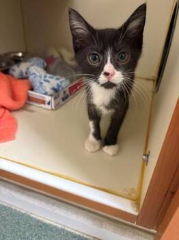 Wanda -  Domestic Short Hair Cat for Adoption in Fairfax, Virginia - Wanda | PetCurious