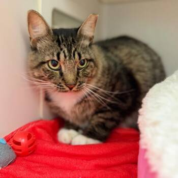 Roomba -  Domestic Medium Hair Cat for Adoption in Sarasota, Florida - Roomba | PetCurious