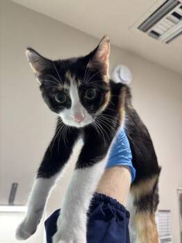 Skittles -  Domestic Short Hair Cat for Adoption in Sherwood, Oregon - Skittles | PetCurious