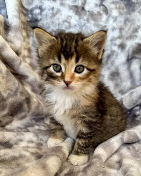 Sage -  Domestic Medium Hair Cat for Adoption in Port Washington, Wisconsin - Sage | PetCurious
