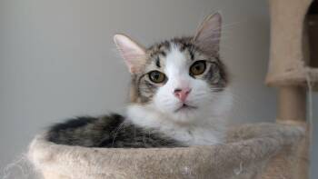 Domestic Long Hair Cats Available for Adoption - Sushi | PetCurious