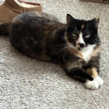 Hailey -  Tortoiseshell Cat for Adoption in Villa Park, California - Hailey | PetCurious