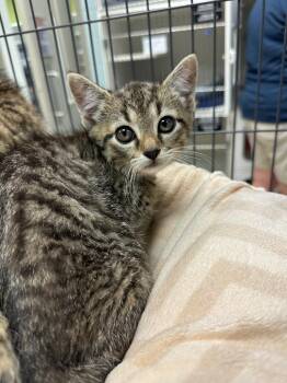 Theo (Oak Hil) -  Domestic Short Hair Cat for Adoption in Johnson City, Tennessee - Theo (Oak Hil) | PetCurious