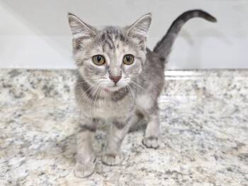 Hawaiian Shaved Ice -  Dilute Tortoiseshell Cat for Adoption in Powell, Ohio - Hawaiian Shaved Ice | PetCurious