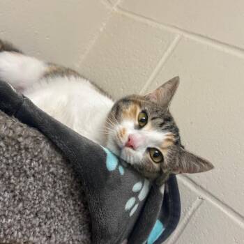 Ophelia -  Domestic Short Hair Cat for Adoption in Brockton, Massachusetts - Ophelia | PetCurious