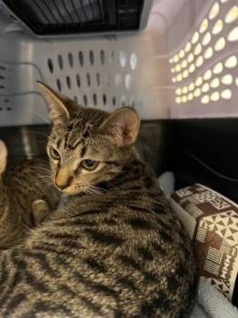 Ziggy -  Domestic Short Hair Cat for Adoption in Honolulu, Hawaii - Ziggy | PetCurious
