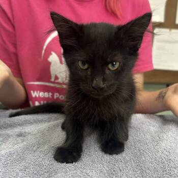 Finnegan -  Domestic Medium Hair Cat for Adoption in West Point, Mississippi - Finnegan | PetCurious