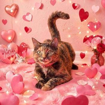 Maple -  Domestic Short Hair Cat for Adoption in Tampa, Florida - Maple | PetCurious