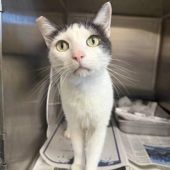 Domestic Short Hair Cats Available for Adoption - Oreo | PetCurious