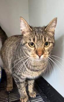 Domestic Short Hair Cats Available for Adoption in Zimmerman, Minnesota - Buddy  | PetCurious