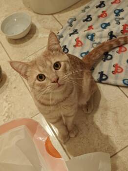 Domestic Short Hair Cats Available for Adoption in Chicago, Illinois - Organic Mechanic | PetCurious