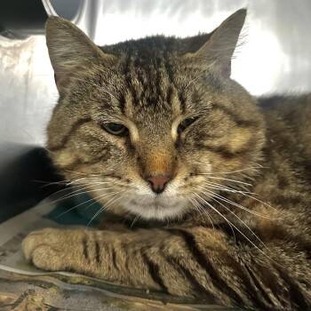 Lil Man -  Domestic Short Hair Cat for Adoption in Chicago, Illinois - Lil Man | PetCurious