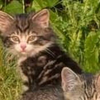 Kalyna Drive 2 -  Domestic Medium Hair Cat for Adoption in Chilliwack, British Columbia - Kalyna Drive 2 | PetCurious