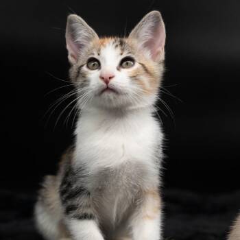 Spice -  Domestic Short Hair Cat for Adoption in Port Richey, Florida - Spice | PetCurious