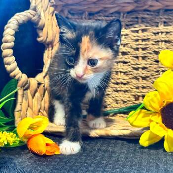Sassy -  Calico Cat for Adoption in Lucedale, Mississippi - Sassy | PetCurious