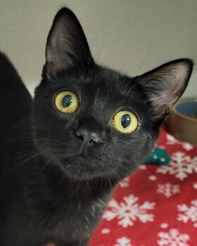 Domestic Short Hair Cats Available for Adoption - Batcat | PetCurious