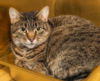 HAMSTERELLA -  Domestic Short Hair Cat for Adoption in Cookeville, Tennessee - HAMSTERELLA | PetCurious