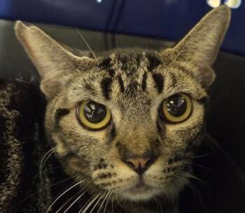 Jackie -  Domestic Short Hair Cat for Adoption in Honolulu, Hawaii - Jackie | PetCurious