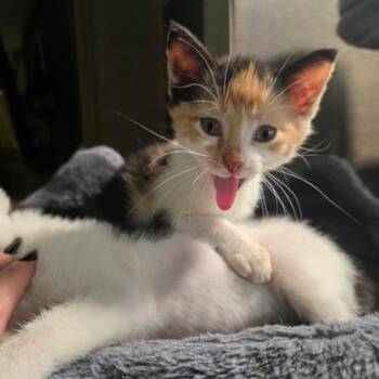 Pinky -  Domestic Short Hair Cat for Adoption in South Elgin, Illinois - Pinky | PetCurious