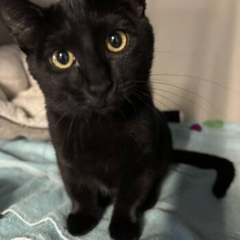 Lilo -  Domestic Short Hair Cat for Adoption in Phoenix, Arizona - Lilo | PetCurious