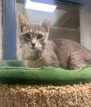 Summer -  Domestic Short Hair Cat for Adoption in New Cumberland, West Virginia - Summer | PetCurious