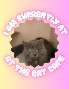 Millie -  Domestic Long Hair and Domestic Short Hair Cat for Adoption in Columbus, Indiana - Millie | PetCurious