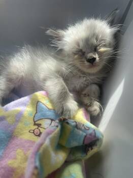 Elain -  Domestic Long Hair Cat Available for Adoption in Newnan, Georgia - Elain | PetCurious