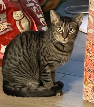 Rescue Bengal Cats for Adoption in Lyons, Illinois - Chloe | PetCurious