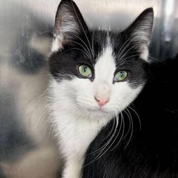 Domestic Short Hair Cats Available for Adoption in Matteson, Illinois - Asher | PetCurious