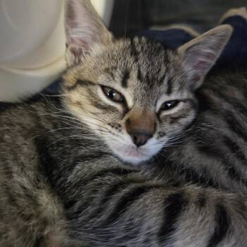 Doodle -  Domestic Short Hair Cat for Adoption in Spokane, Washington - Doodle | PetCurious