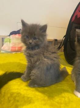 Chandler -  Domestic Short Hair Cat for Adoption in Johnson City, Tennessee - Chandler | PetCurious